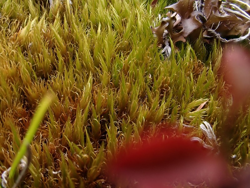 Dicranum Moss photo 6