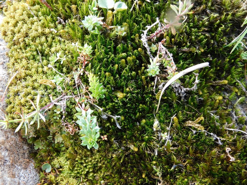 Dicranum Moss photo 7