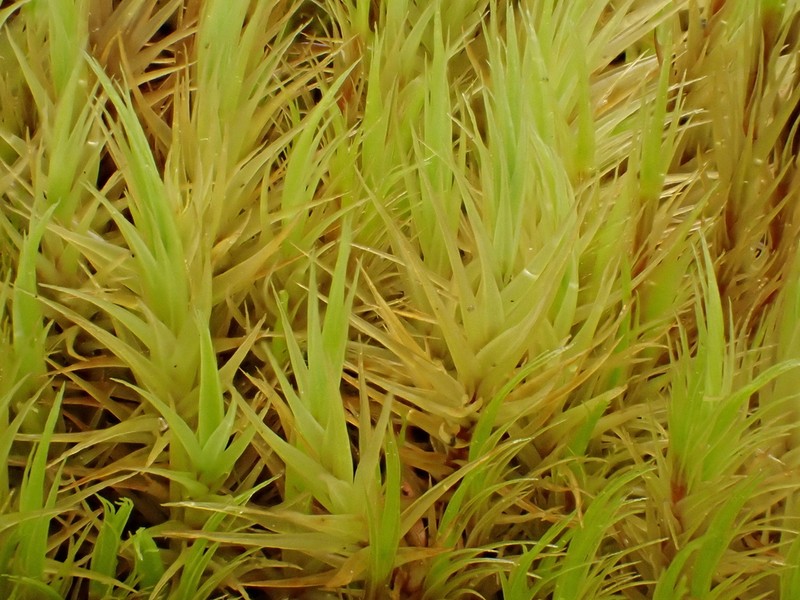 Dicranum Moss photo 8