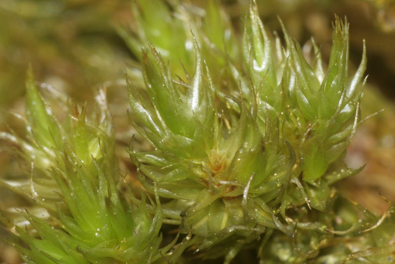 Dicranum Moss
