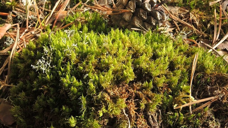 Dicranum Moss