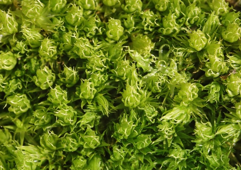 Dicranum Moss photo 2