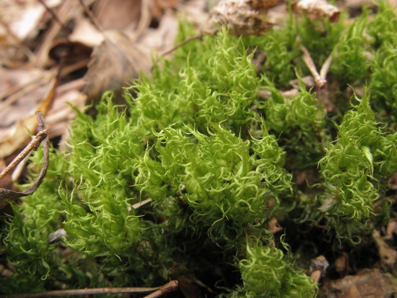 Dicranum Moss photo 3