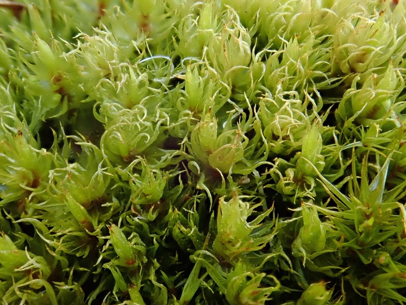 Dicranum Moss photo 4