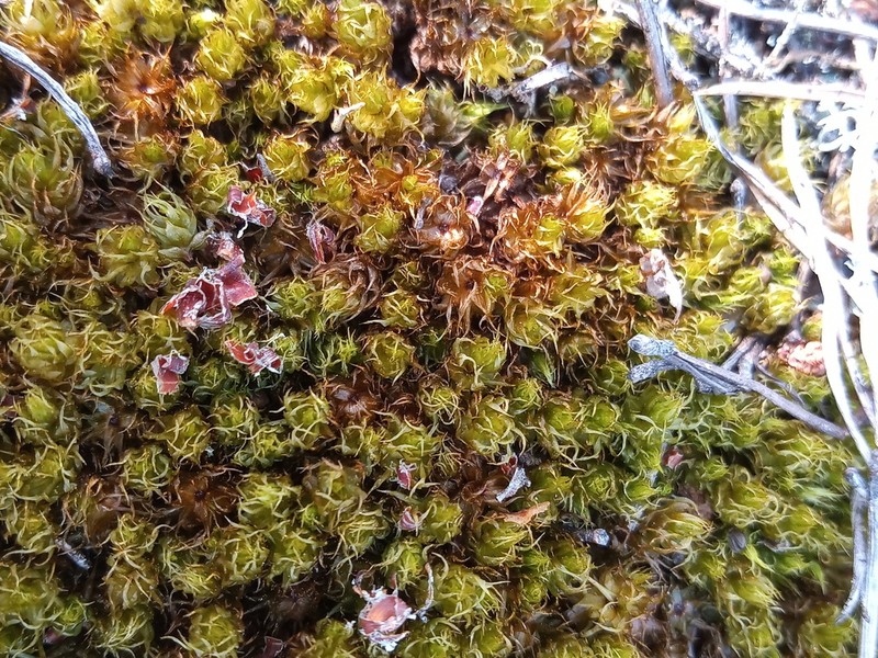 Dicranum Moss photo 5