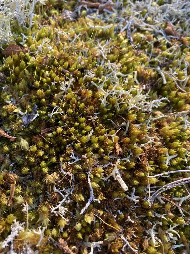 Dicranum Moss photo 6