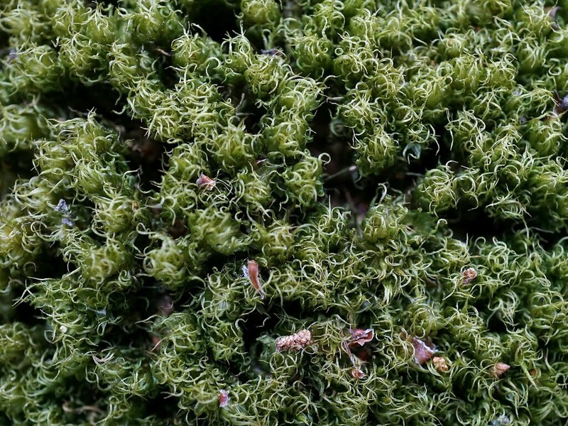 Dicranum Moss photo 7
