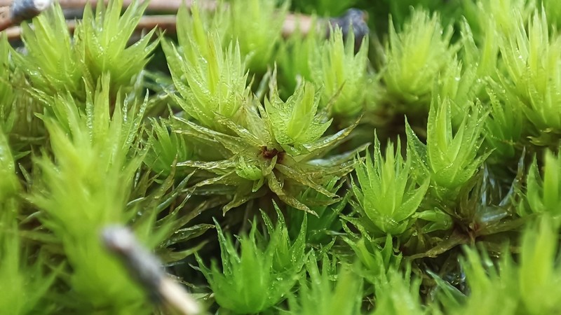 Dicranum Moss photo 8