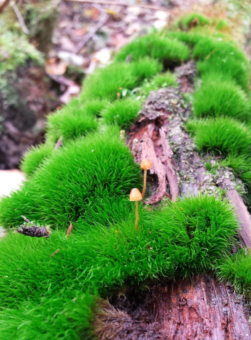 Dicranum Moss