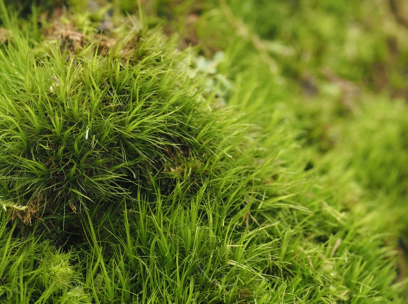 Dicranum Moss