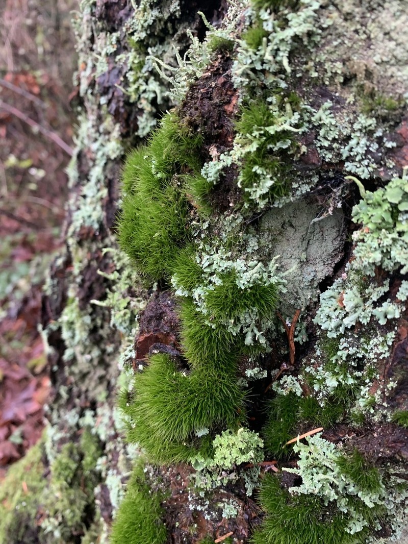 Dicranum Moss photo 2