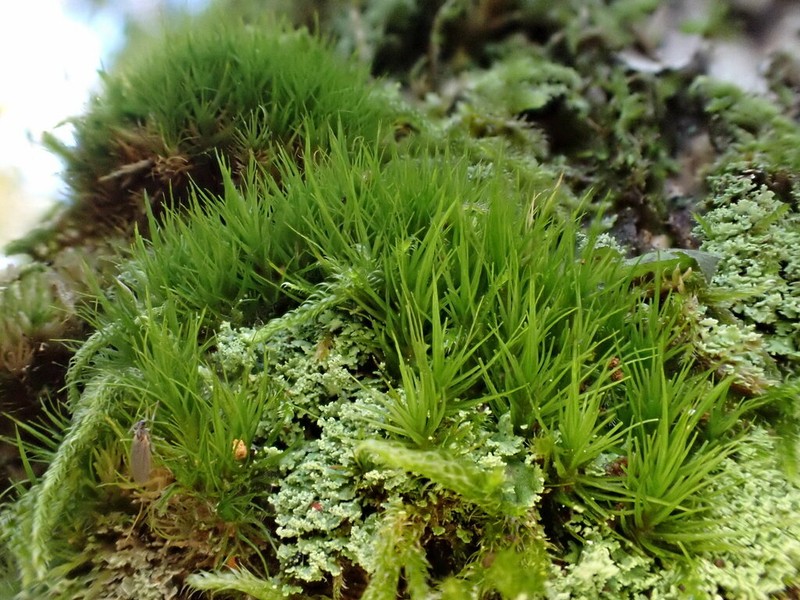 Dicranum Moss photo 3
