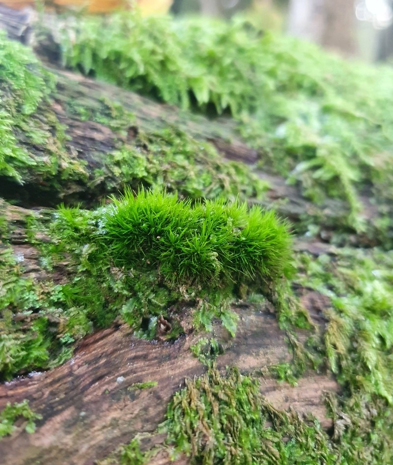 Dicranum Moss photo 4