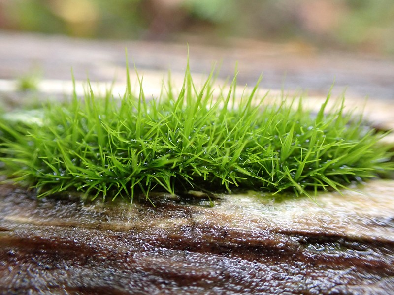Dicranum Moss photo 5
