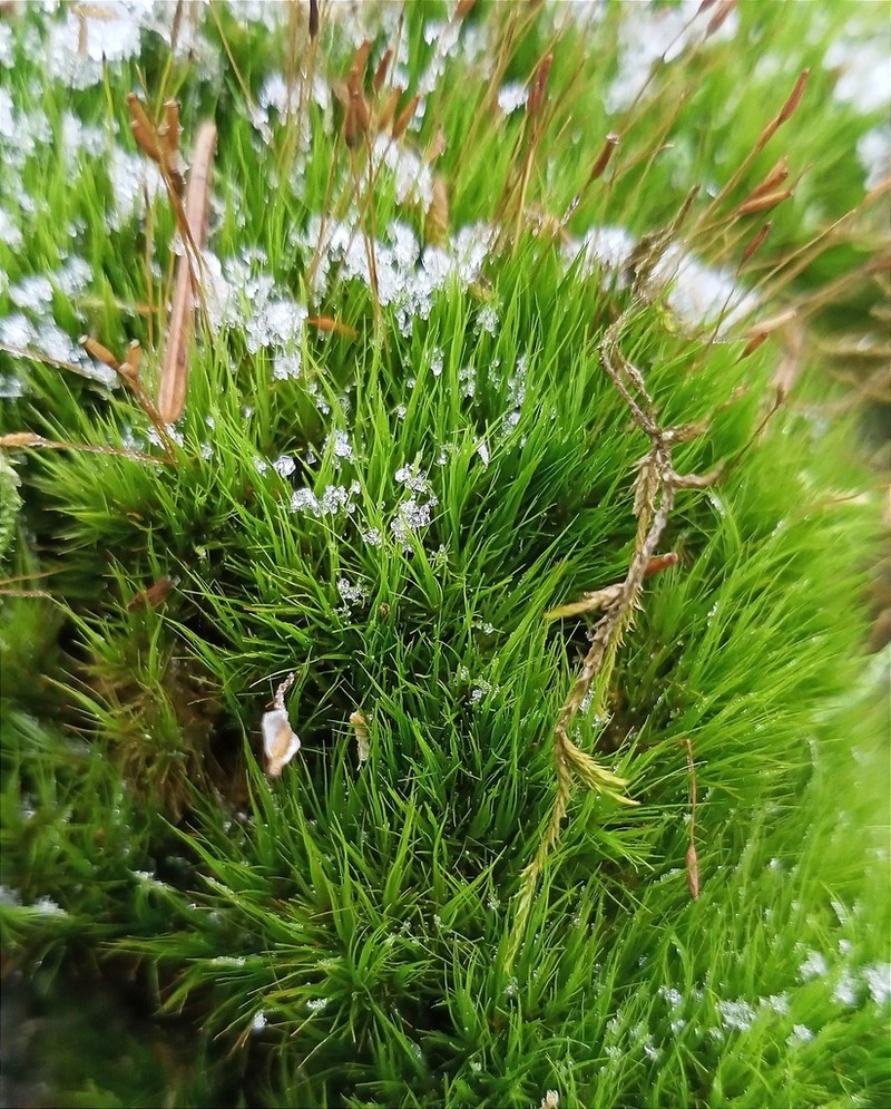 Dicranum Moss photo 6