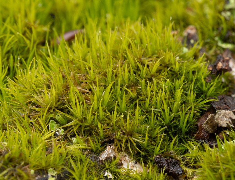 Dicranum Moss photo 7