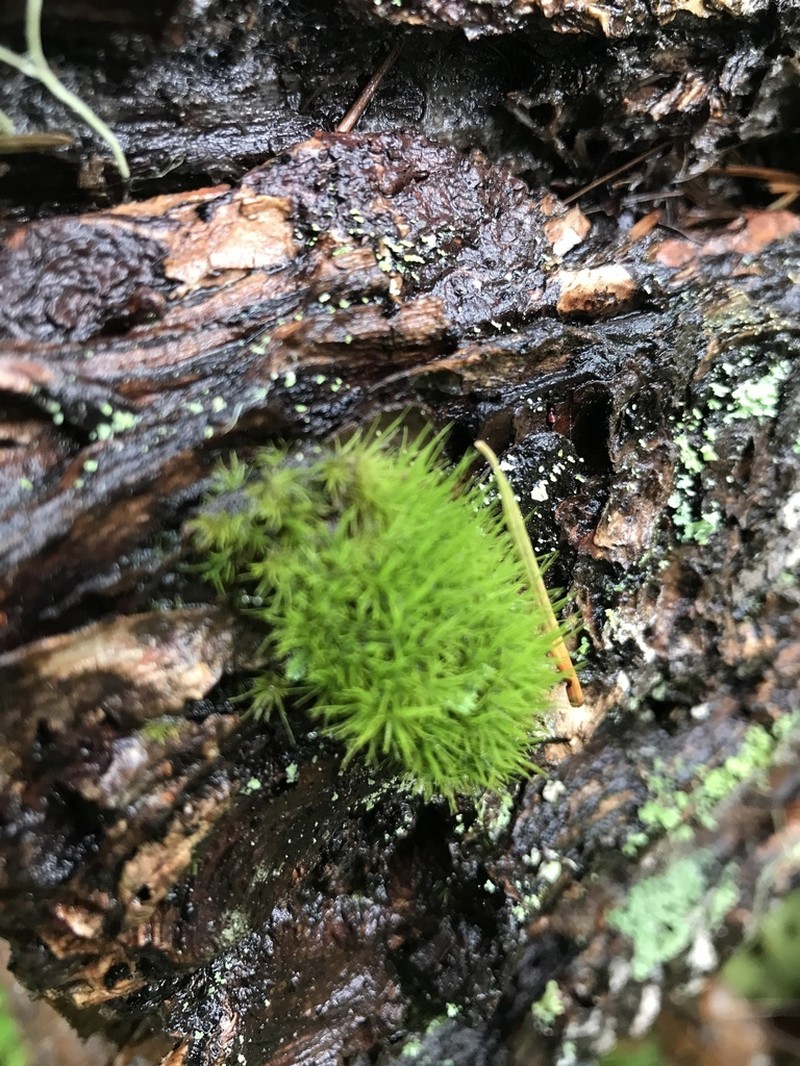 Dicranum Moss photo 8