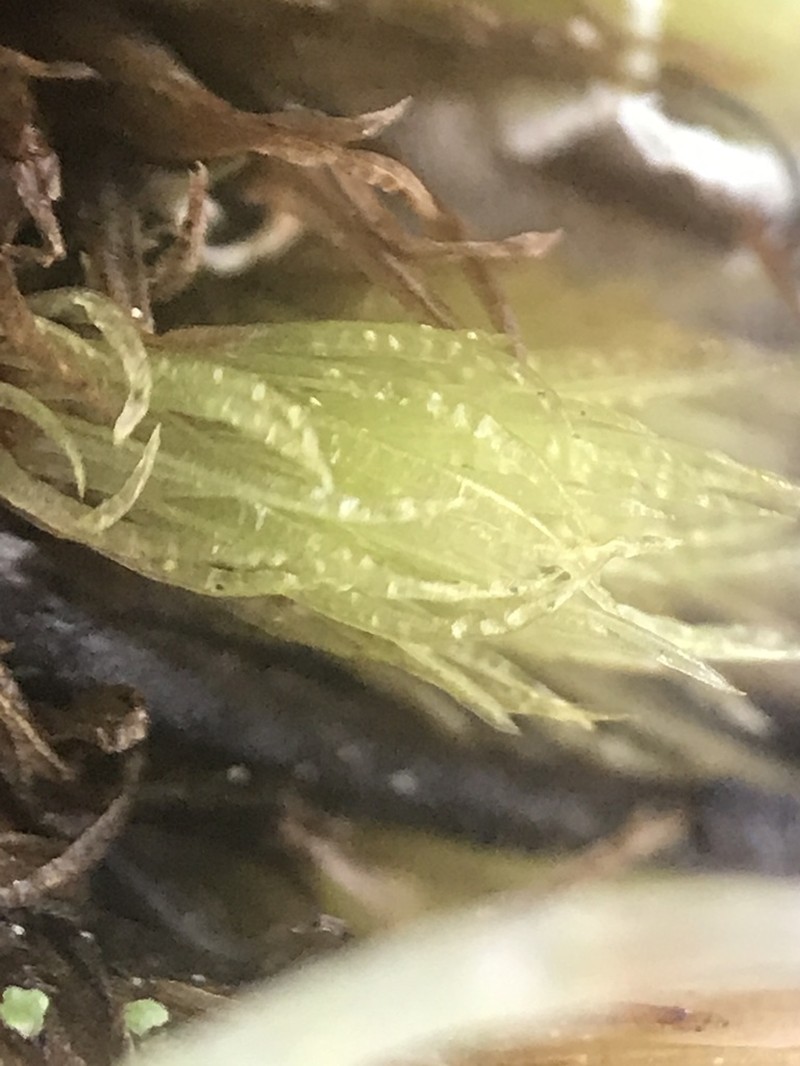 Undulate Dicranum Moss