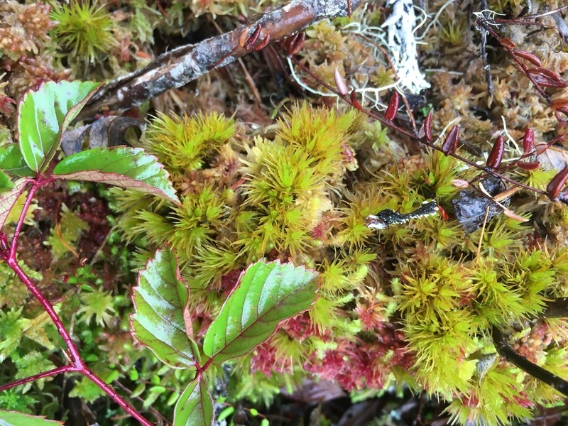 Undulate Dicranum Moss photo 2