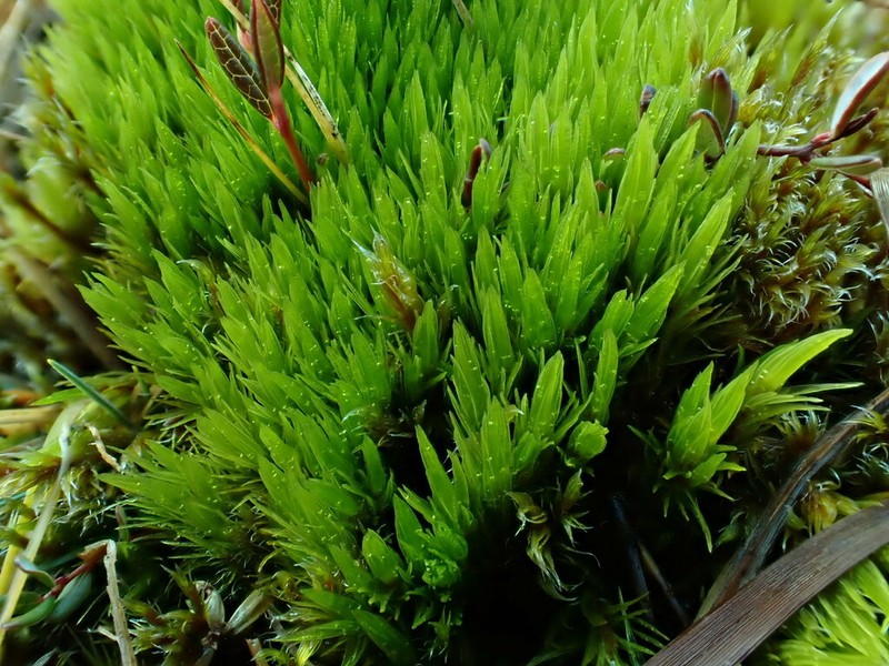 Undulate Dicranum Moss photo 3