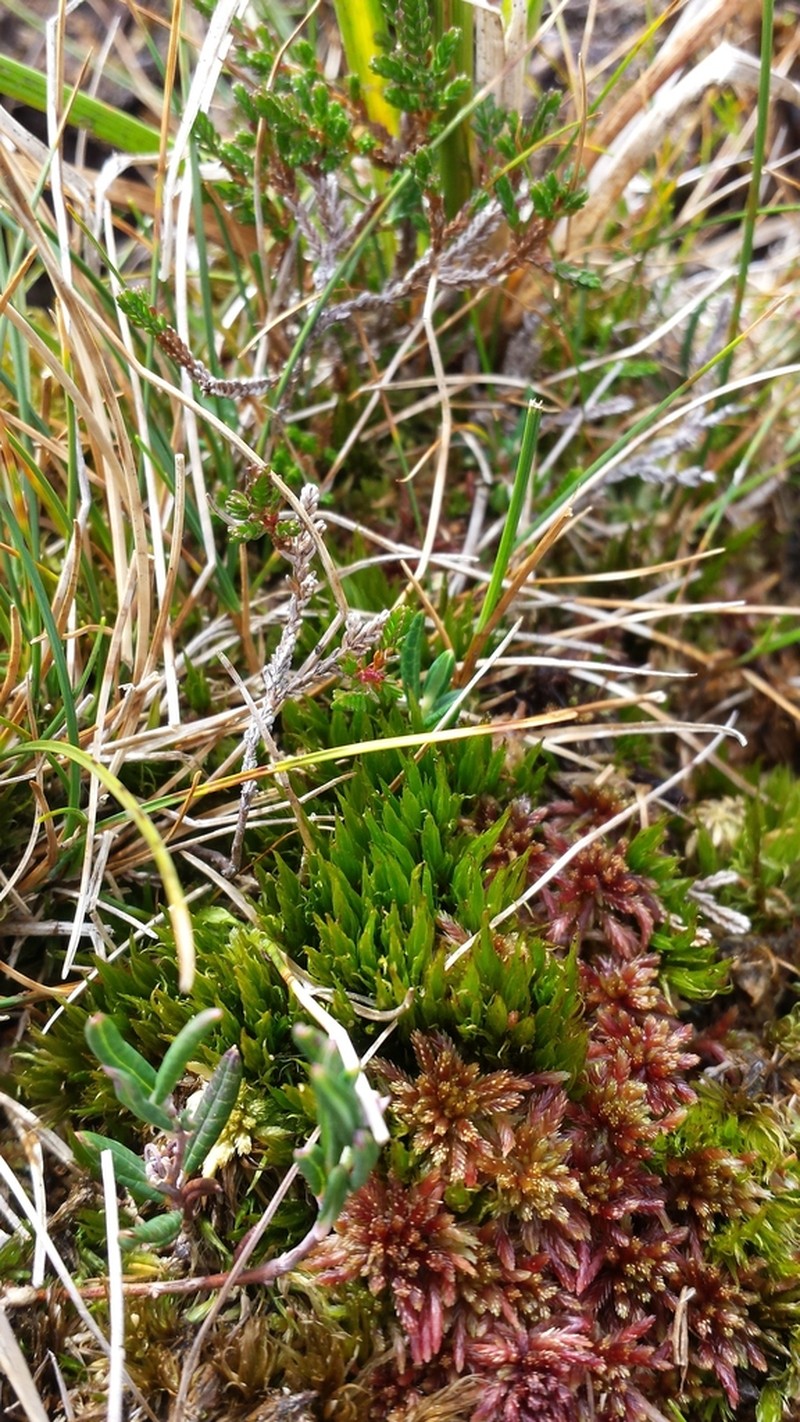Undulate Dicranum Moss photo 4