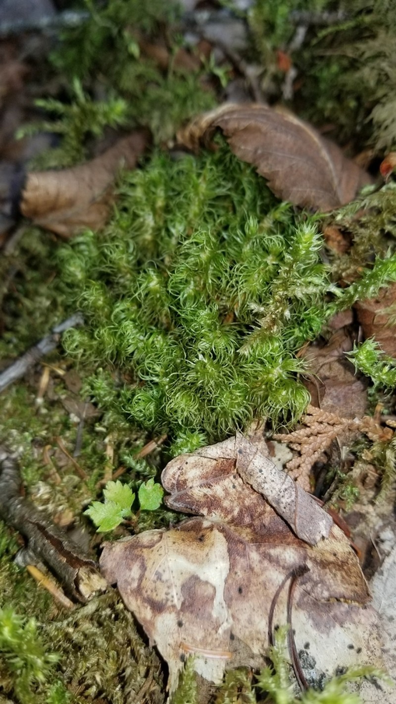 Undulate Dicranum Moss photo 5