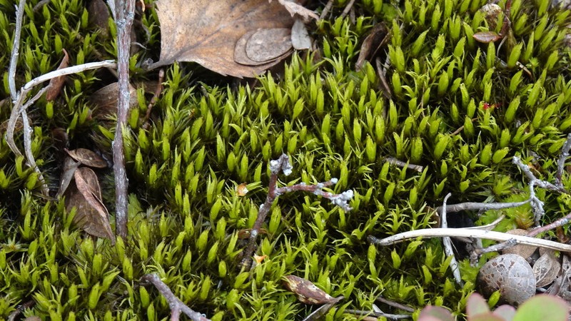 Undulate Dicranum Moss photo 6