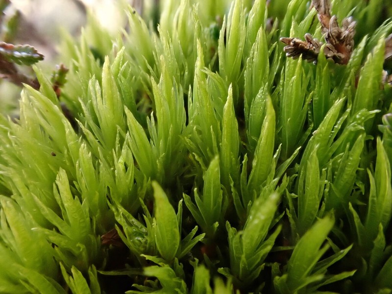 Undulate Dicranum Moss photo 7