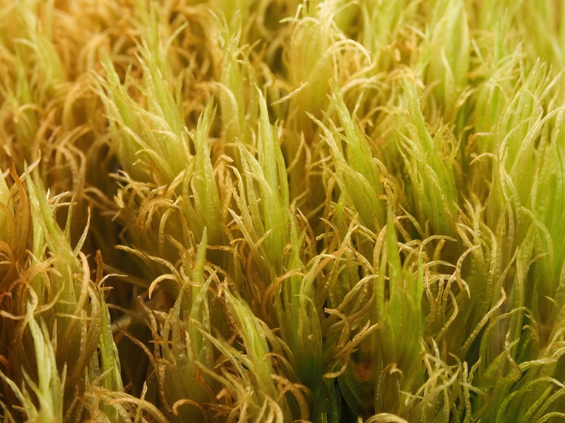 Undulate Dicranum Moss photo 8
