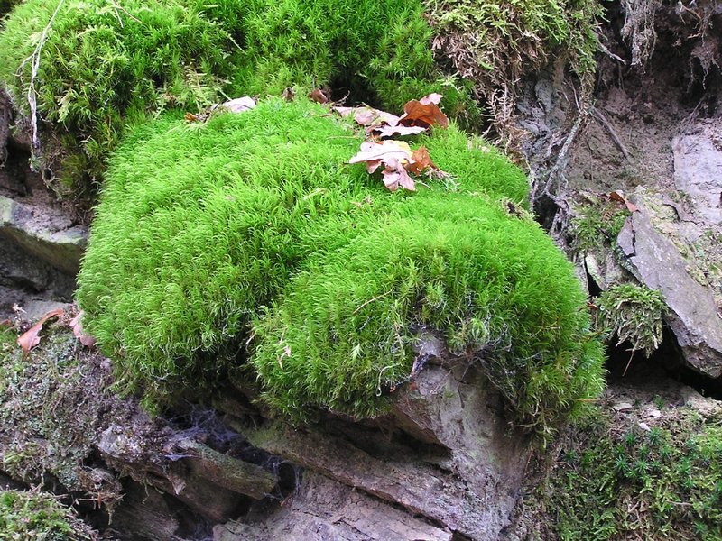 Dicranum Moss