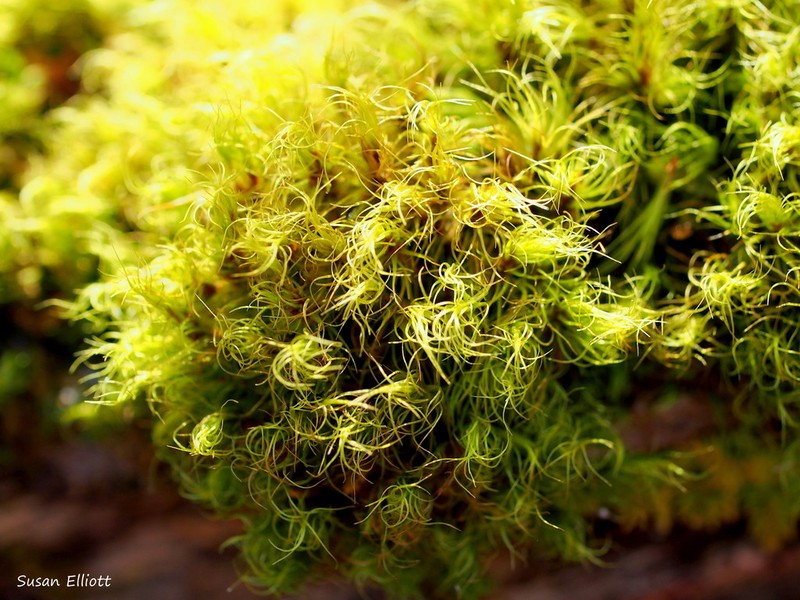 Dicranum Moss