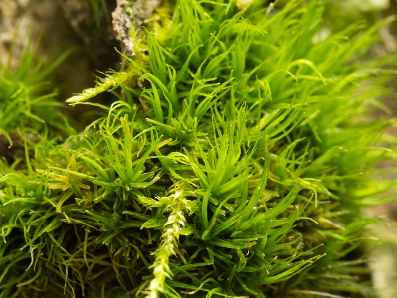 Dicranum Moss photo 2