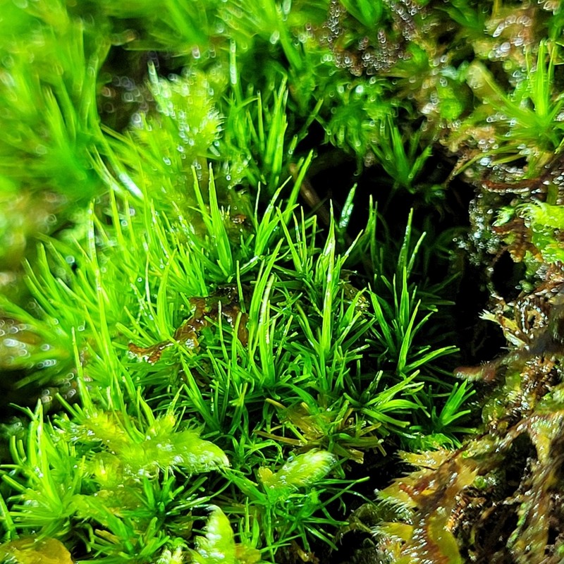 Dicranum Moss photo 3