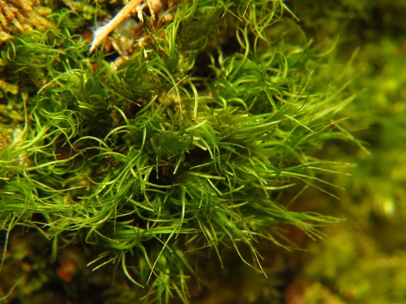Dicranum Moss photo 4