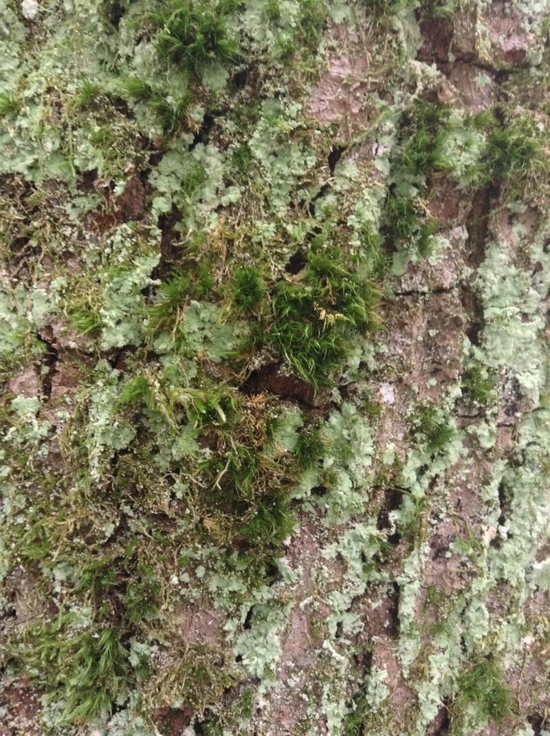 Dicranum Moss photo 5