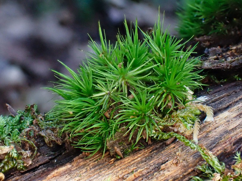 Dicranum Moss photo 6