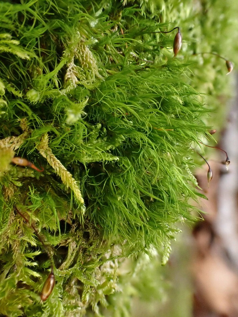 Dicranum Moss photo 7