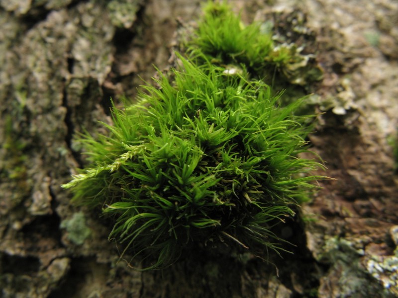 Dicranum Moss photo 8