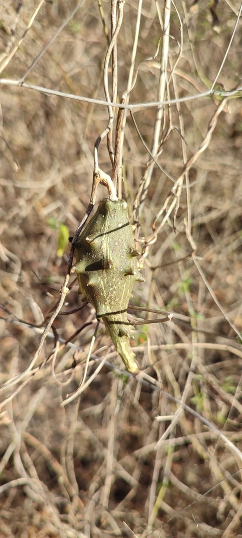 Dictyanthus nichongus
