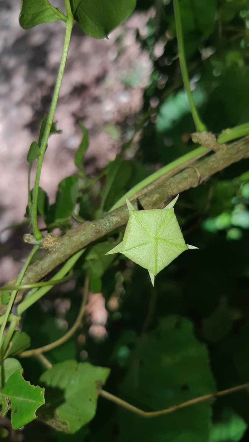 Dictyanthus unicornus