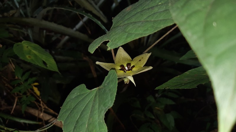 Dictyanthus unicornus photo 5