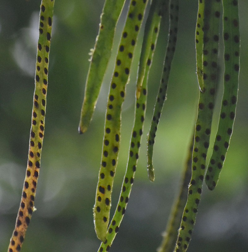 Dictymia brownii