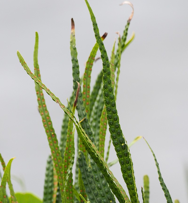 Dictymia brownii photo 2