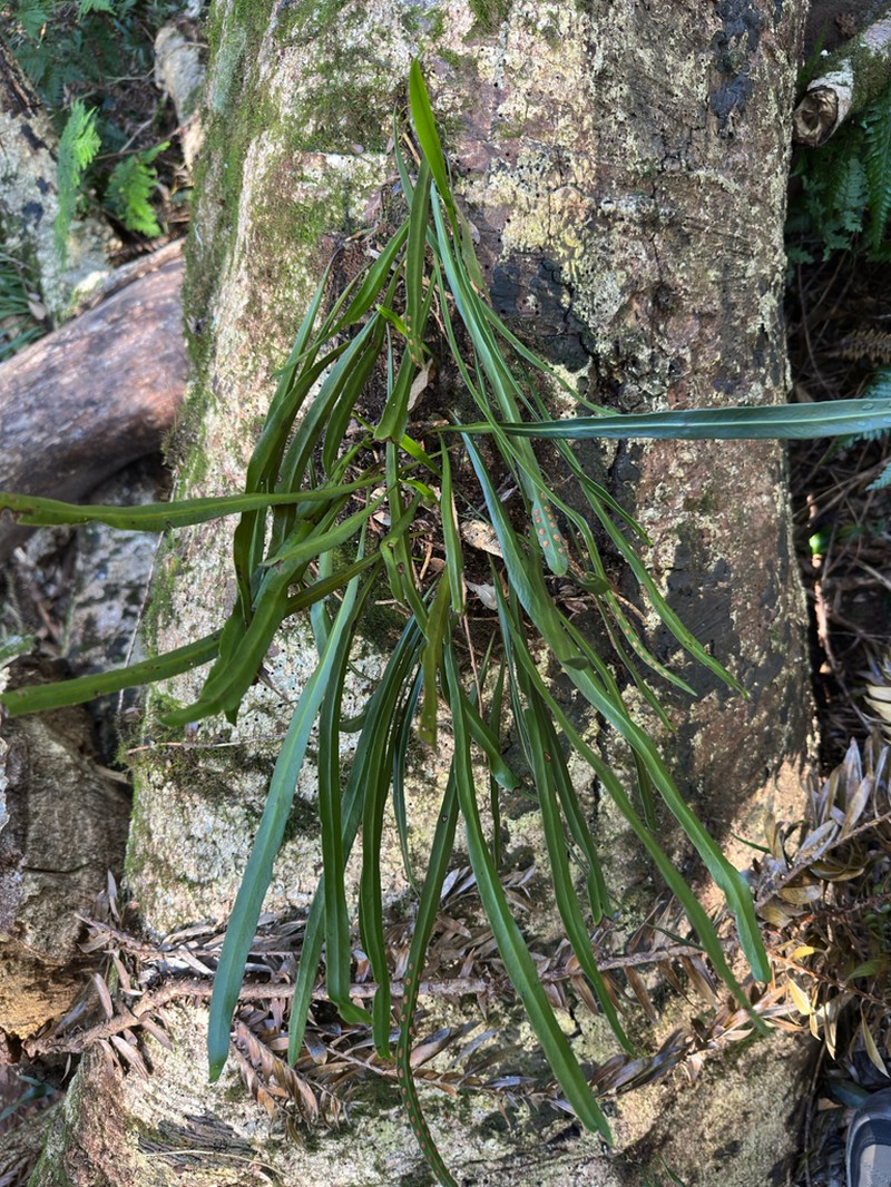 Dictymia brownii photo 3