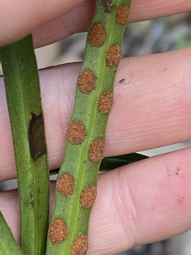 Dictymia brownii photo 4