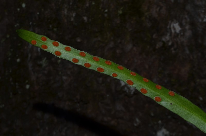 Dictymia brownii photo 6