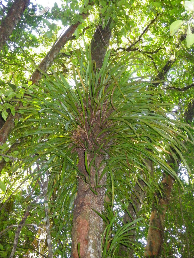 Dictymia brownii photo 7
