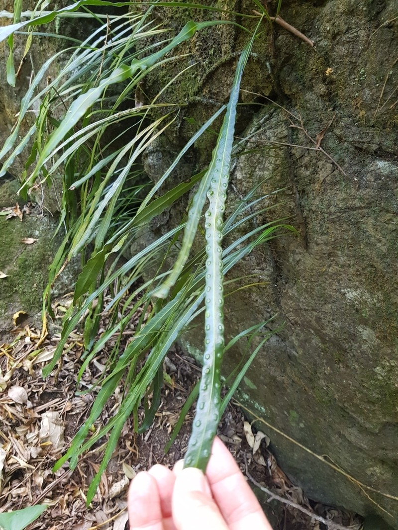 Dictymia brownii photo 8