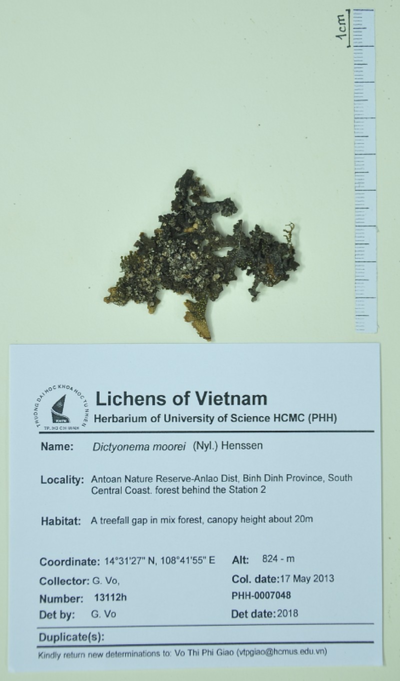 Dictyonema moorei
