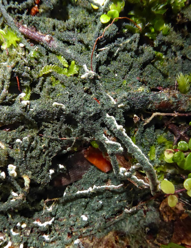 Dictyonema Lichen